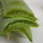 Aloes